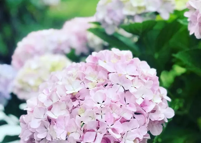 Πανσιόν Marunnella Κάπρι