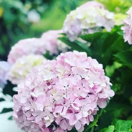 Gæstehus Marunnella Capri